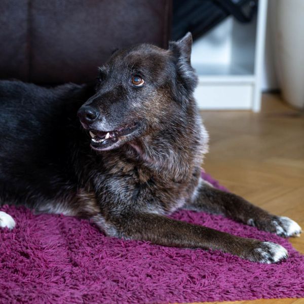 Illustration des Bürohunds Sammy