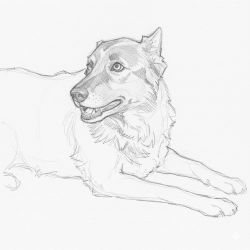 Illustration des Bürohunds Sammy